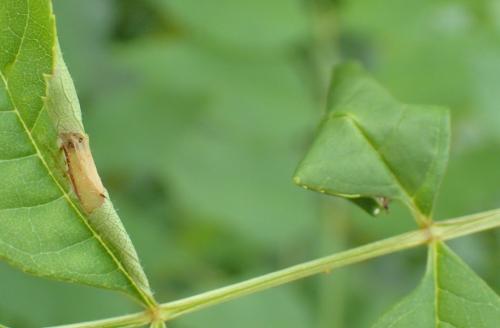 Caloptilia cuculipennella
